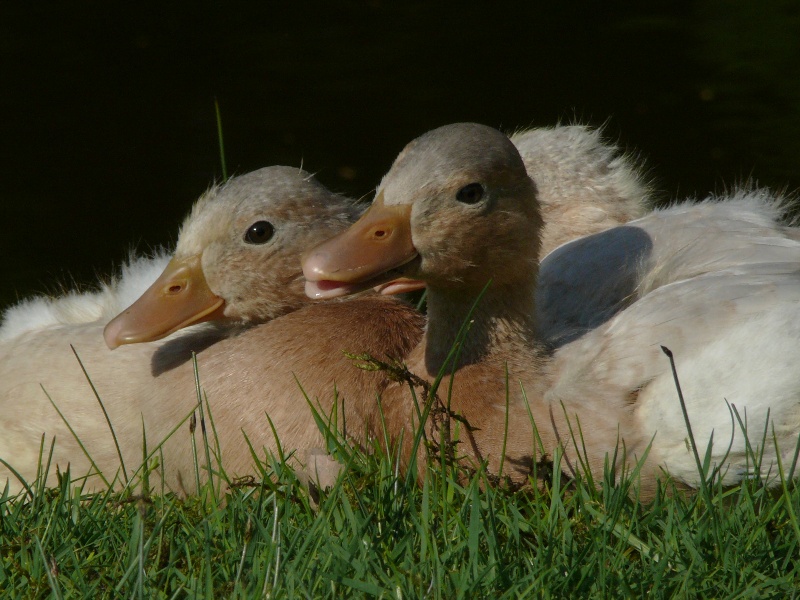 Junge Enten