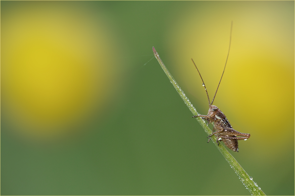 In den Blüten