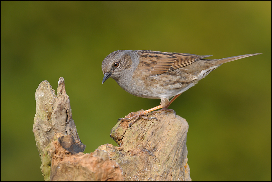 Heckenbraunelle(Prunella modularis)