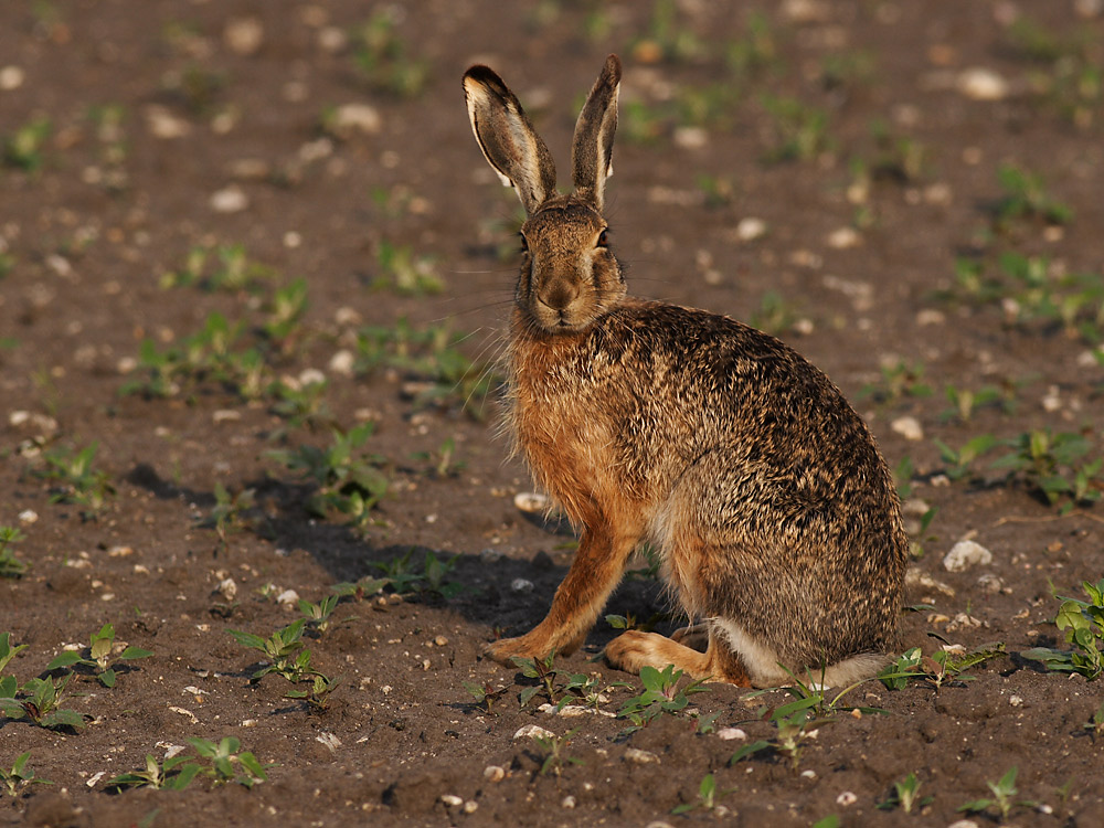 Hase im Hansag