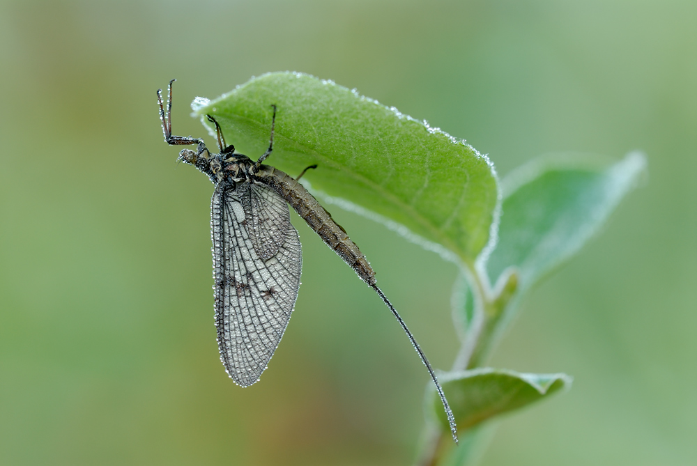 Eintagsfliege