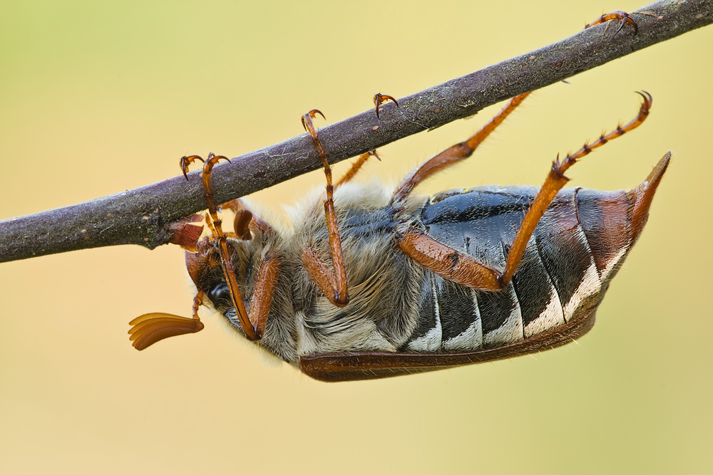 Feldmaikäfer (Melolontha melolontha