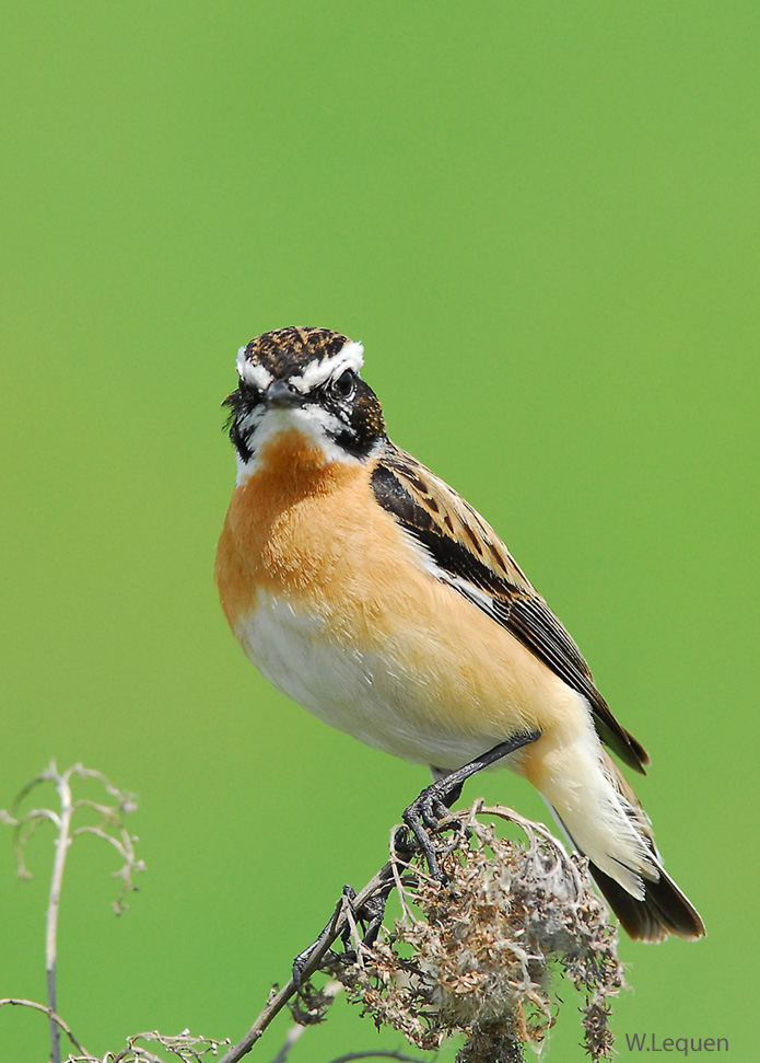 Braunkehlchen