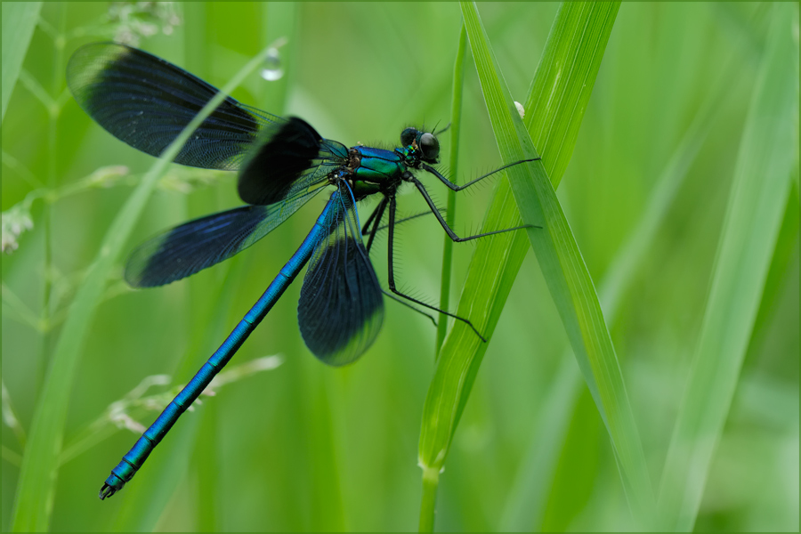 Calopteryx Splendens