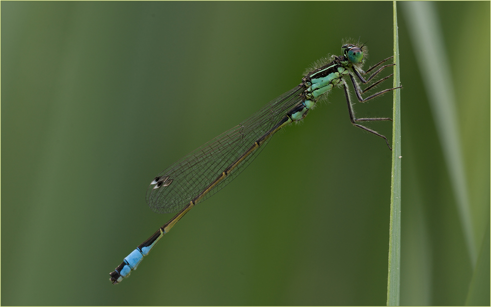 Grosse Pechlibelle