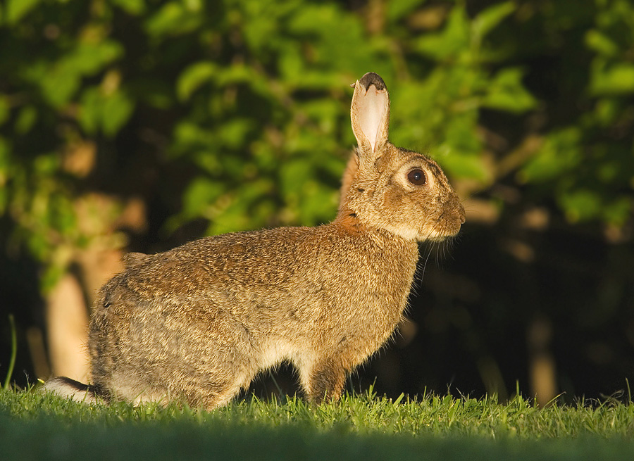 Wildkaninchen