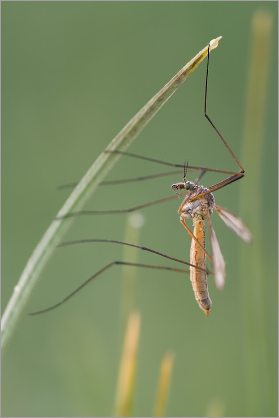 Wiesenschnake (Tipula paludosa)