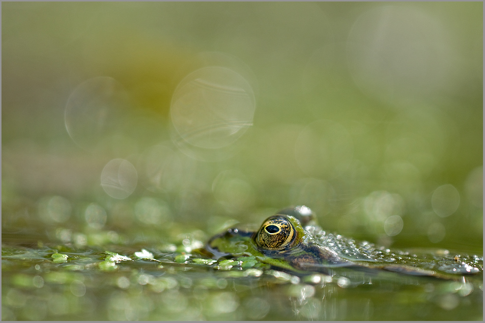 Teichfrosch (Rana kl. esculenta)