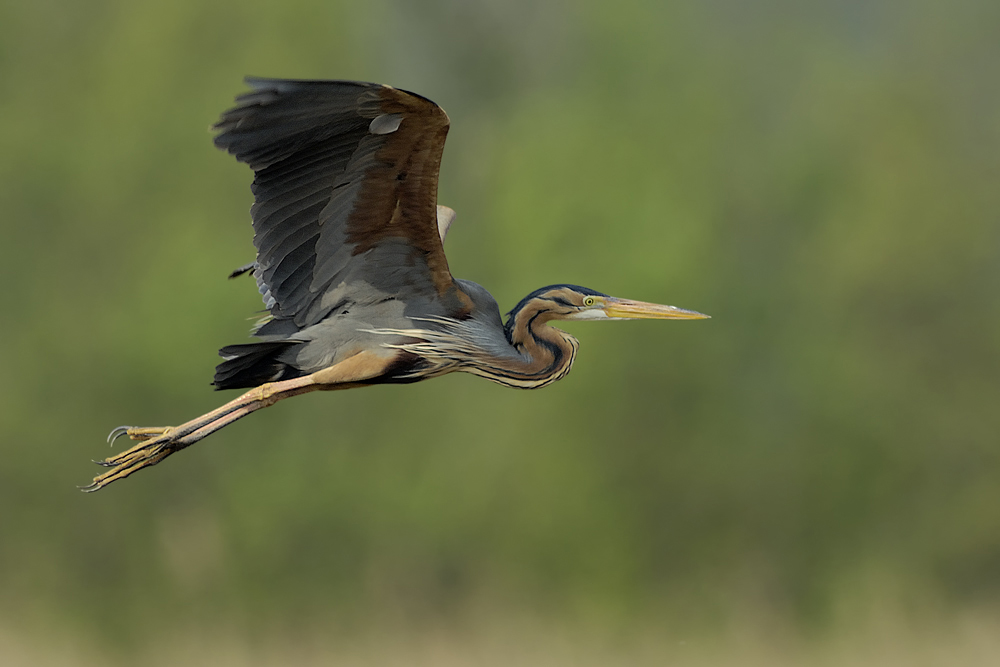 Purpurreiher (Ardea purpurea)