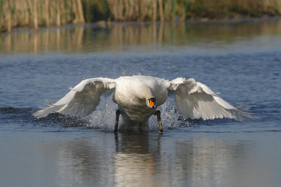 ...and lift off