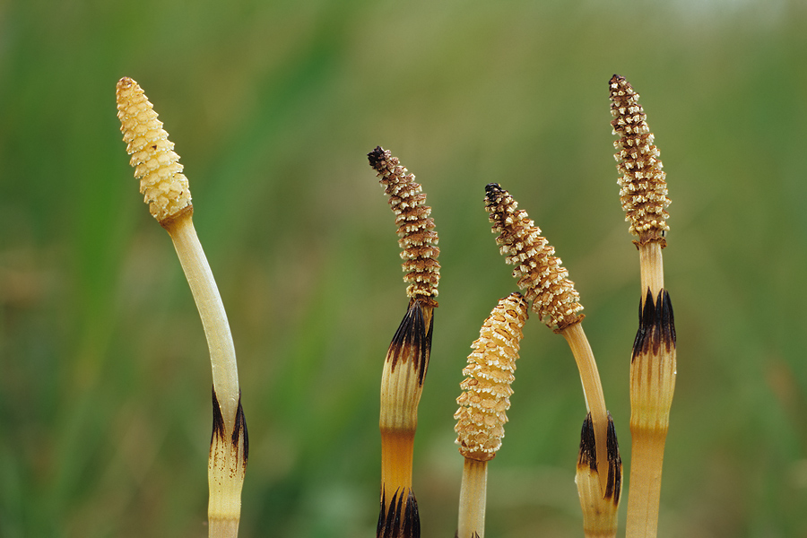 Sporenähren vom Acker-Schachtelhalm (Equisetum arvense)