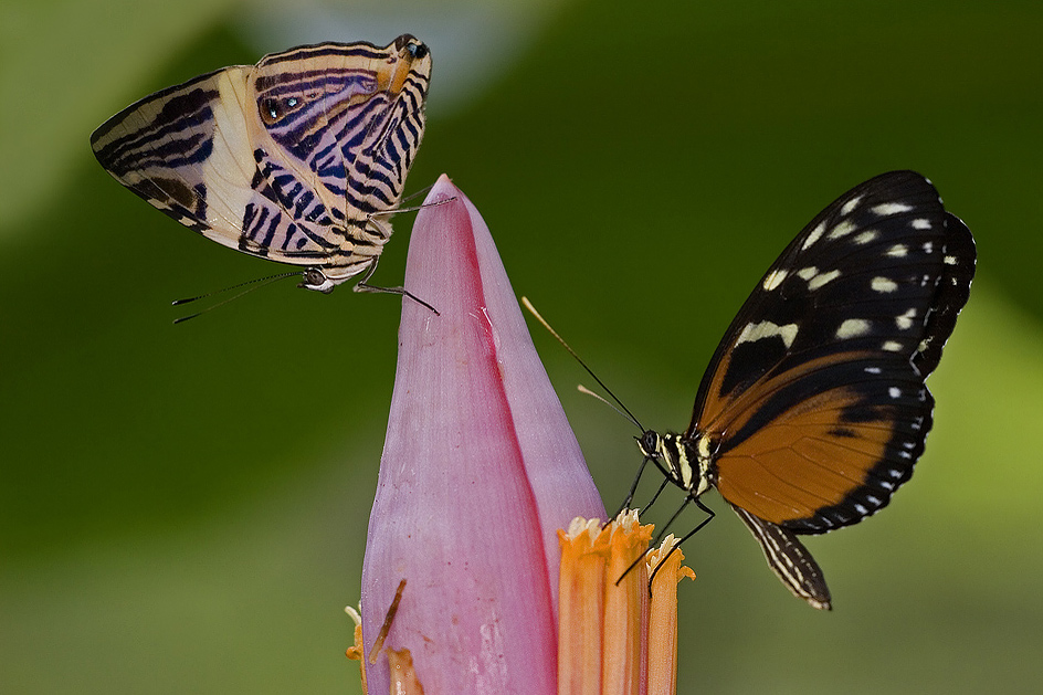 Mariposa