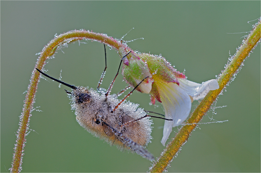 Wollis (nasses) Himmelbett