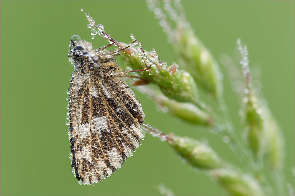 Kleiner Würfeldickkopf [Pyrgus malvae]