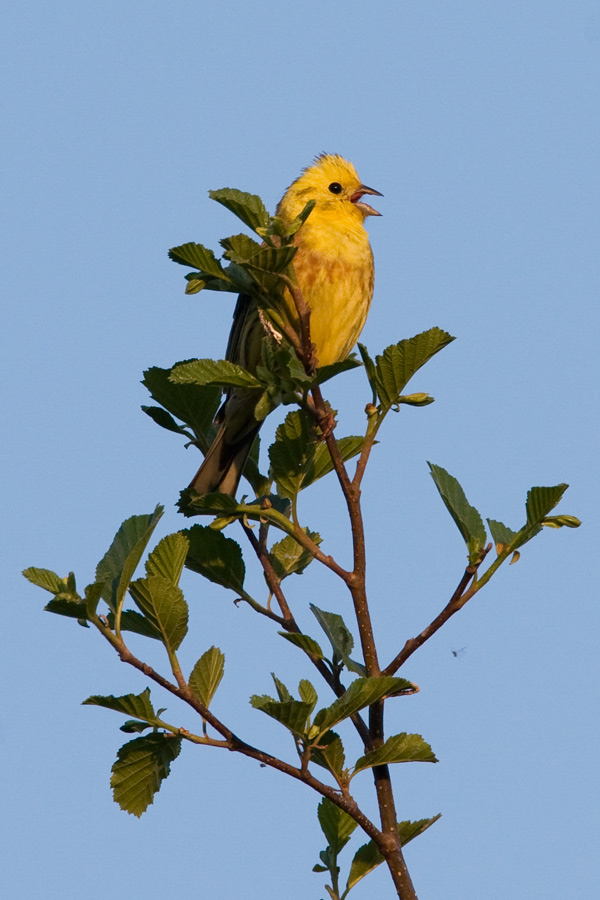 Goldammer [Emberiza citrinella]