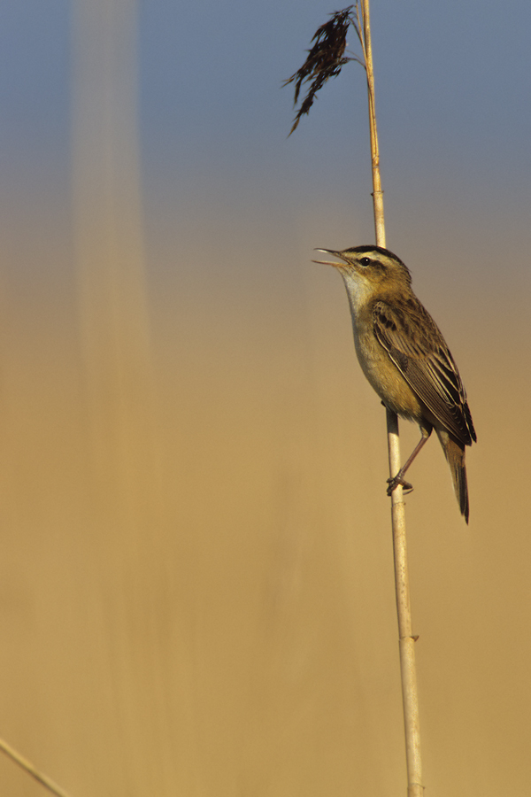 Schilfrohrsänger (Acrocephalus schoenobaenus)