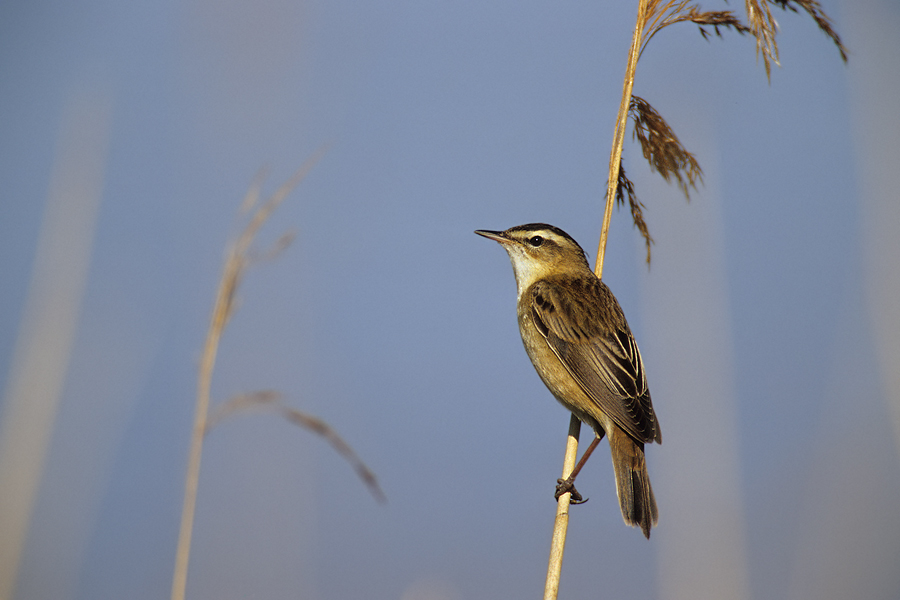 Schilfrohrsänger (Acrocephalus schoenobaenus) 02