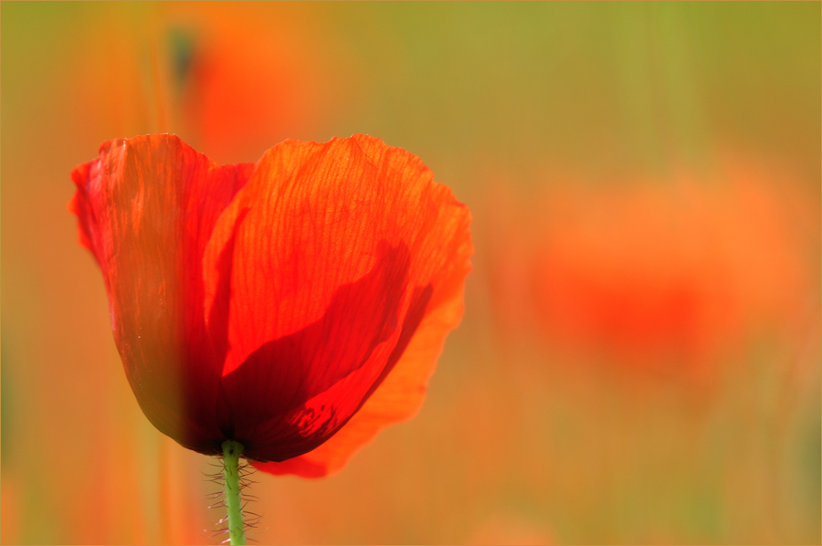 Umbrischer Mohn