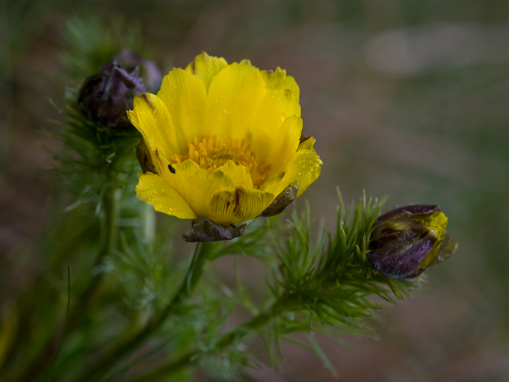 Adonis vernalis