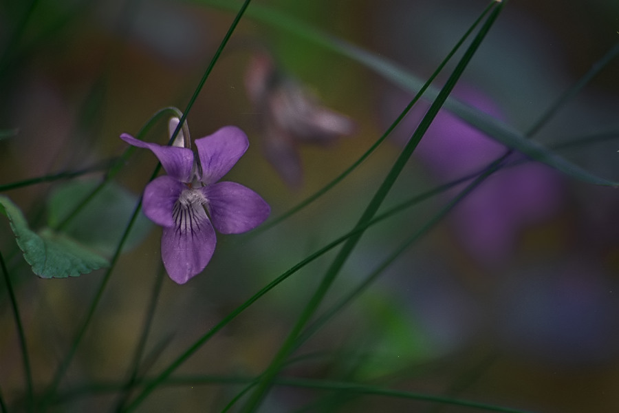 Duftveilchen (viola odorata)