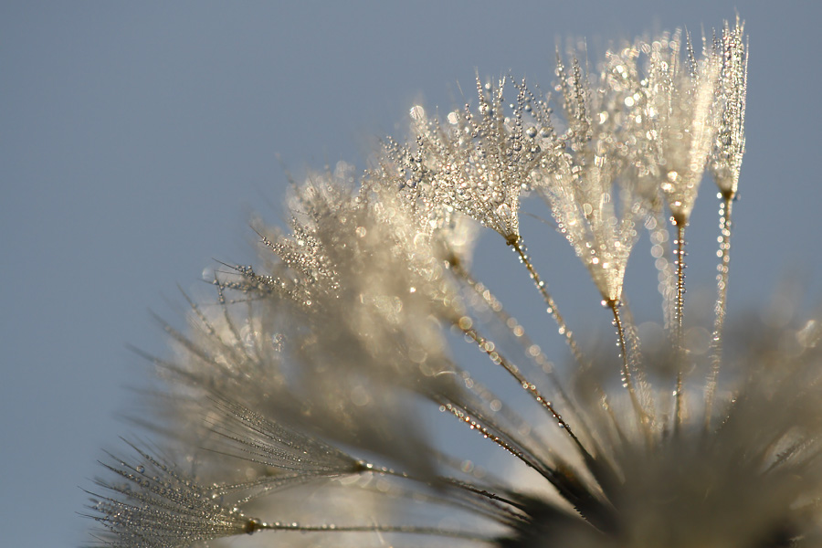 Die Viertelpusteblume