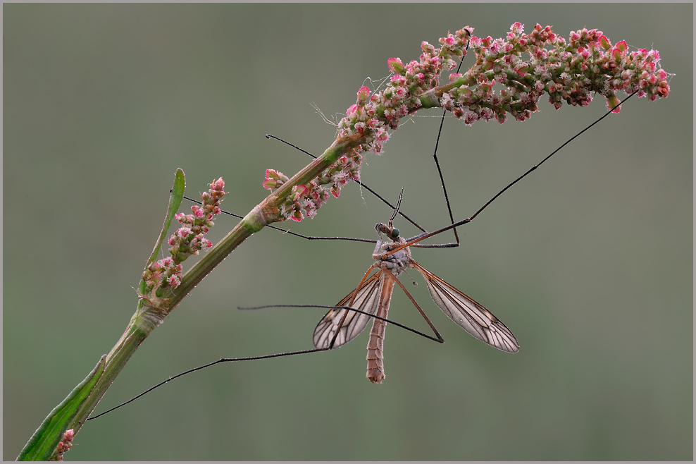 Wiesenschnake (Tipula paludosa)