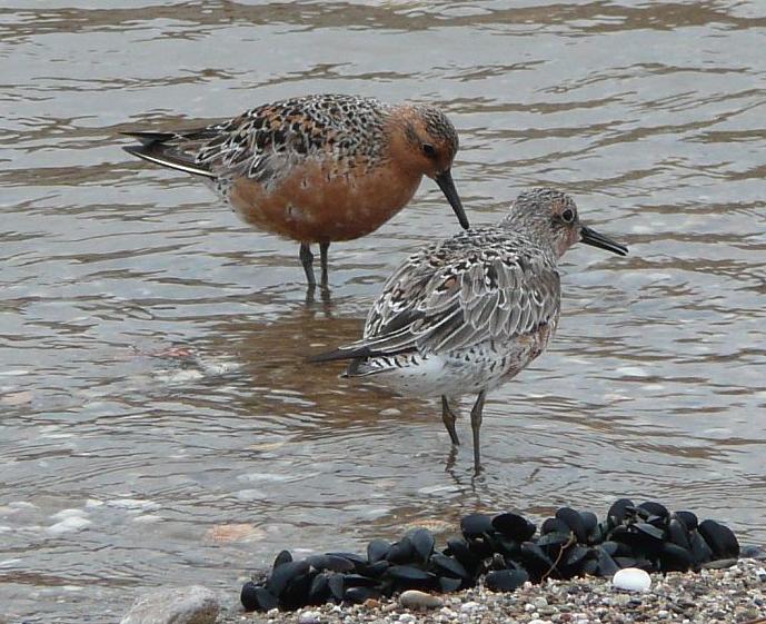 Knuttpaar (Calidris Canutus)