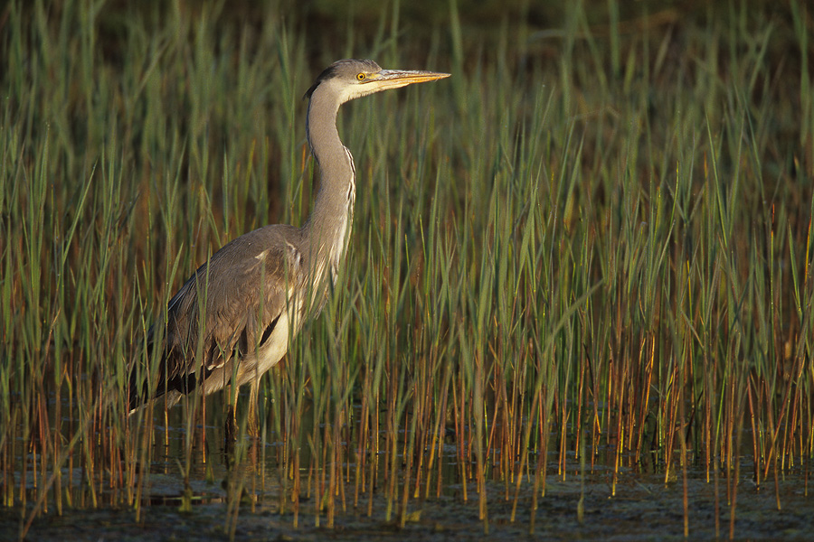 Graureiher (Ardea cinerea) im Schilf