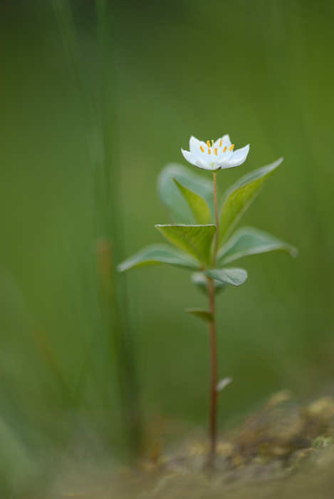 Blume im Wald