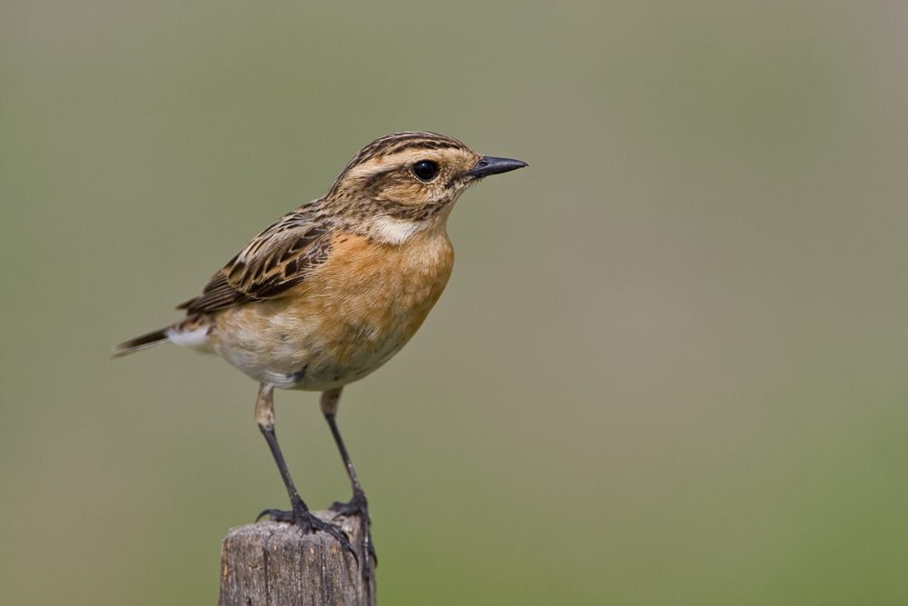 Braunkehlchen (weibchen)