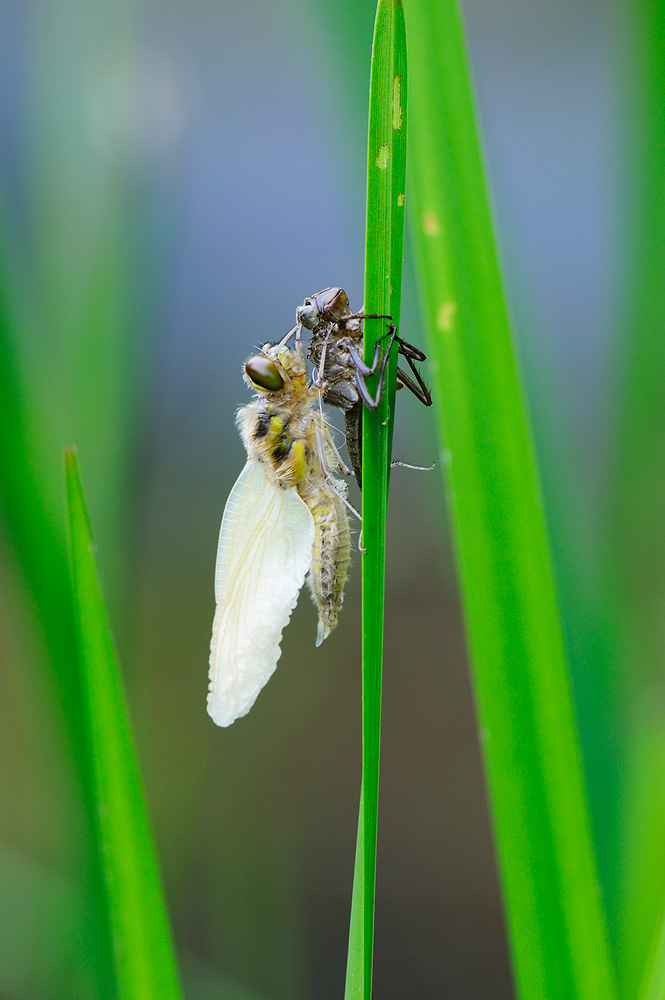 Libelle am Gartenteich