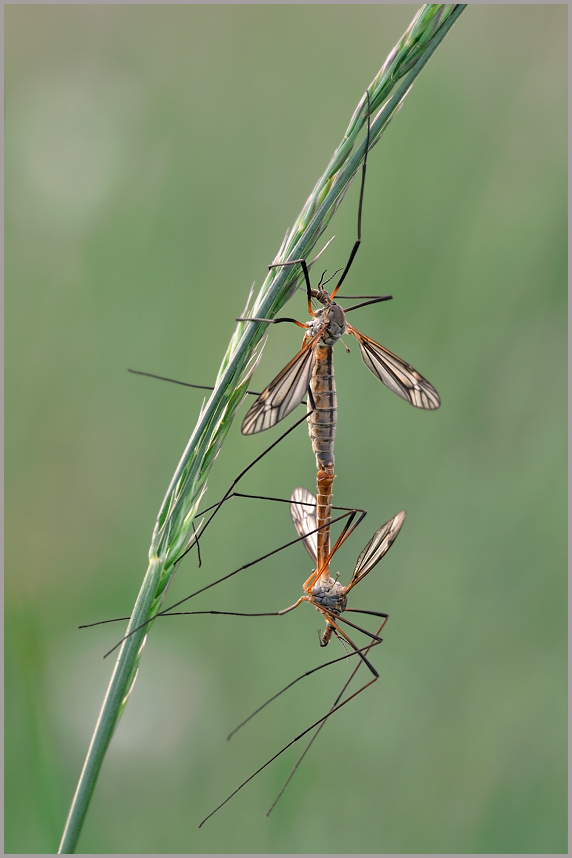 Wiesenschnake (Tipula paludosa)