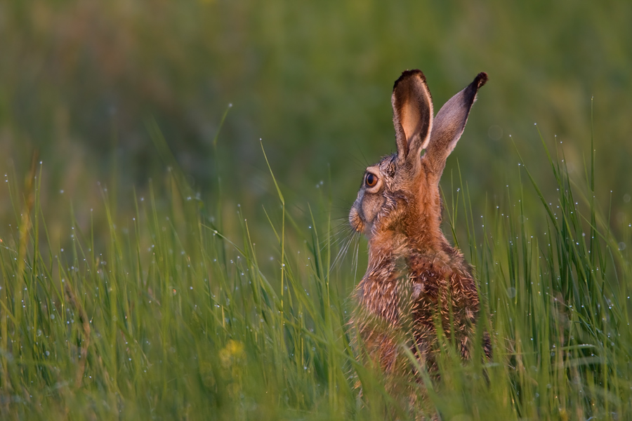 Hase am Morgen