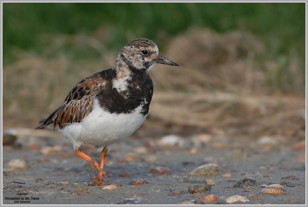 Steinwälzer (Arenaria interpres)