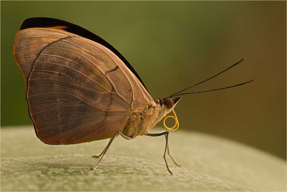 noch unbekannter Schmetterling