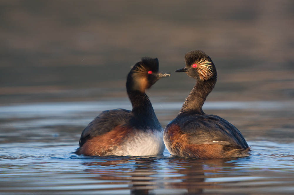 Balzende Schwarzhalstaucher (Podiceps nigricollis)