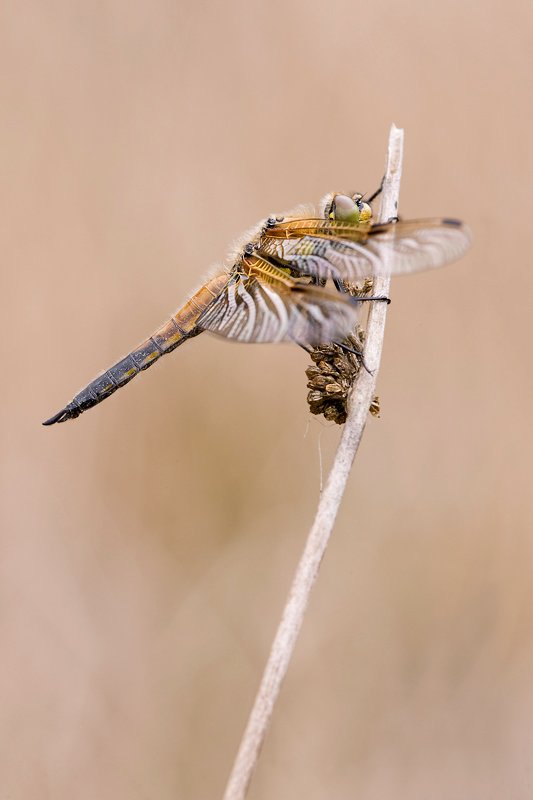 Libellula quadrimaculata