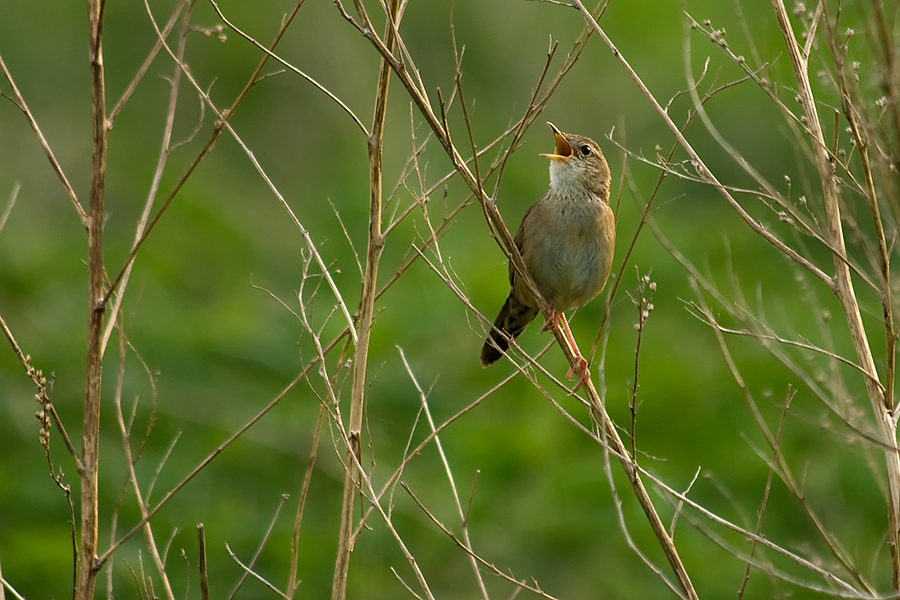 Locustella naevia