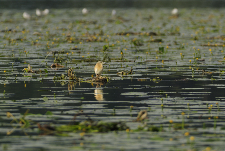 Morgenstimmung am Lago di Chiusi