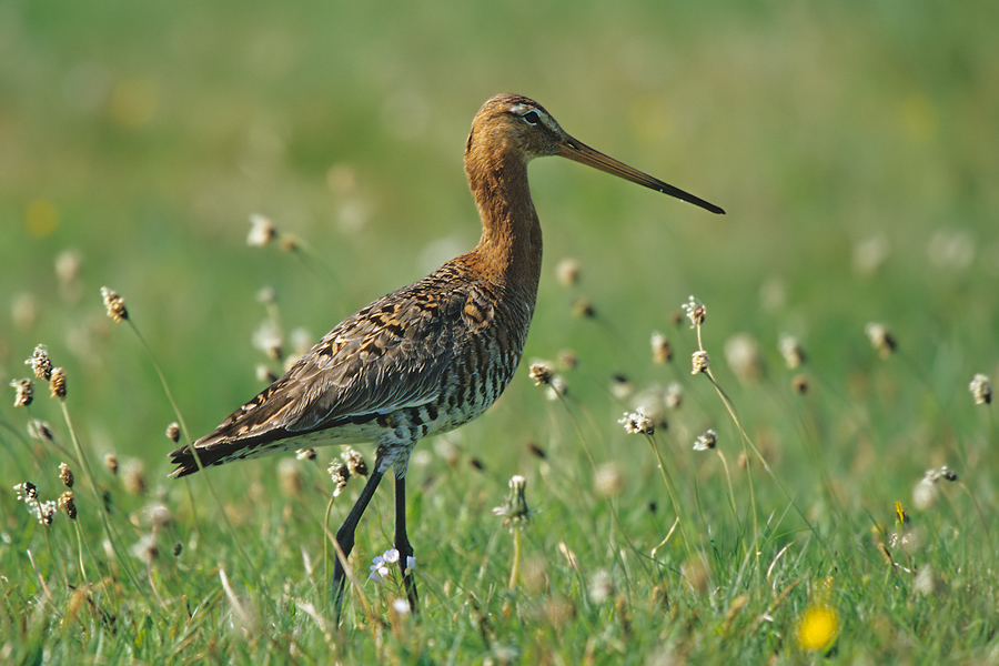 Uferschnepfe (Limosa Limosa)