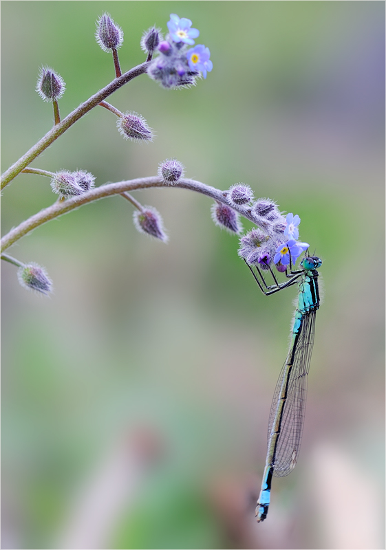 Doppelblau