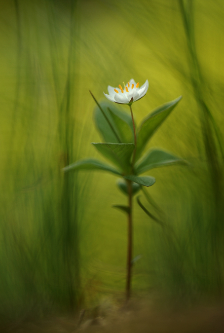 Blume im Wald