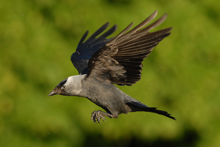 Der letzte Rabenvogel...