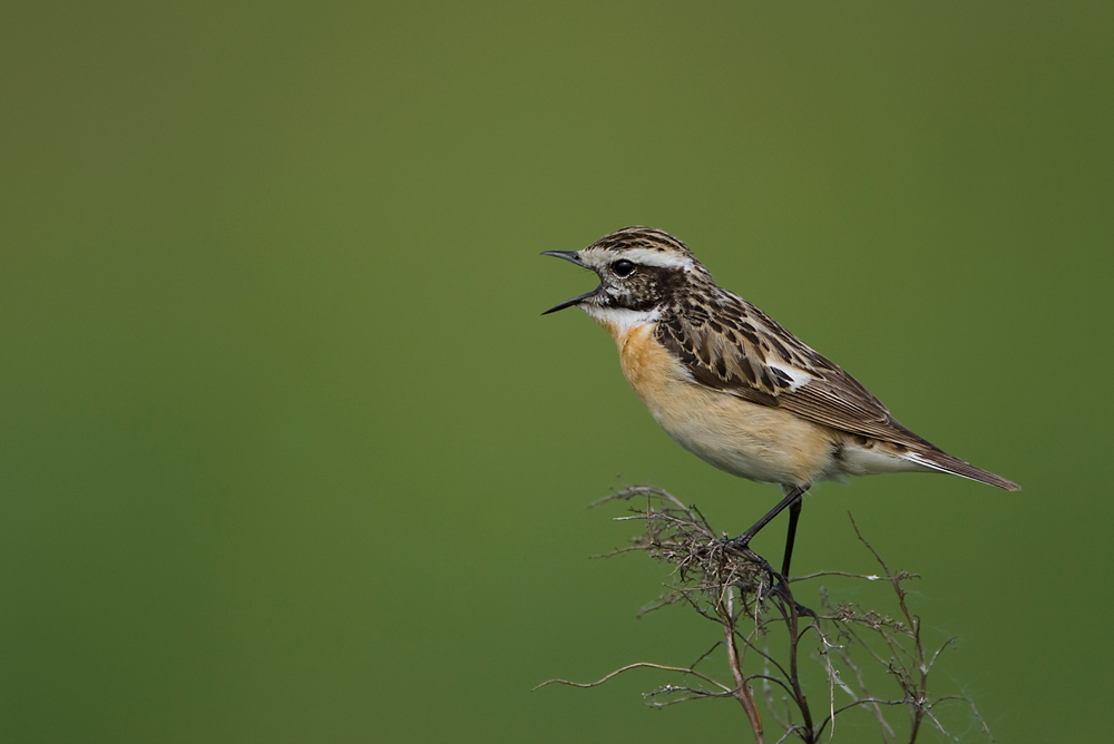 Braunkehlchen (Saxicola rubetra)