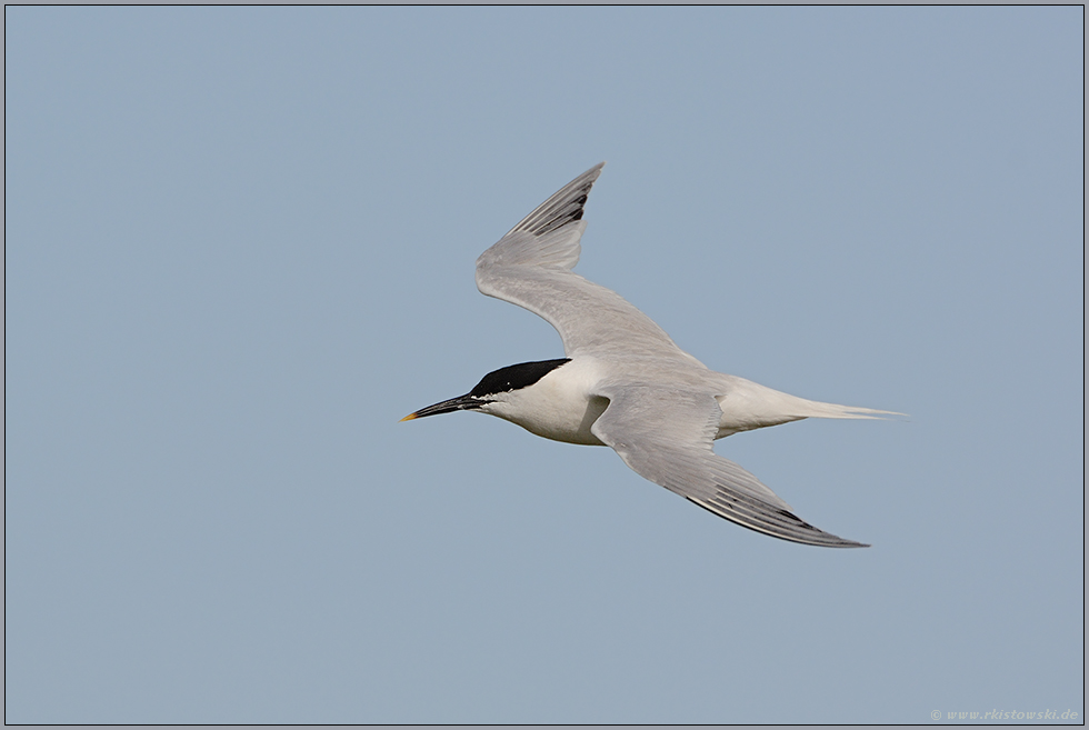 im Flug... Brandseeschwalbe *Sterna sandvicensis*