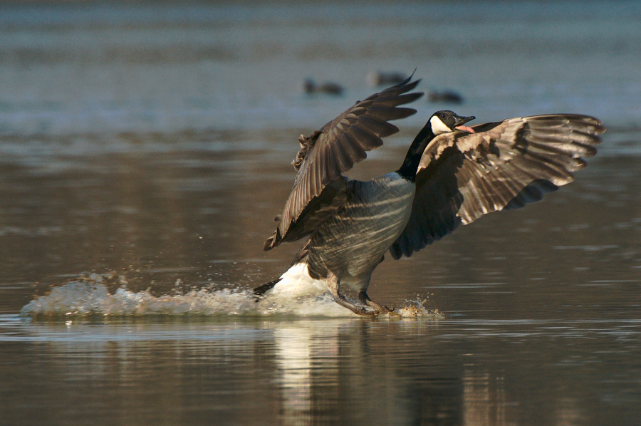 Kanadagans beim Landen (Branta canadensis)