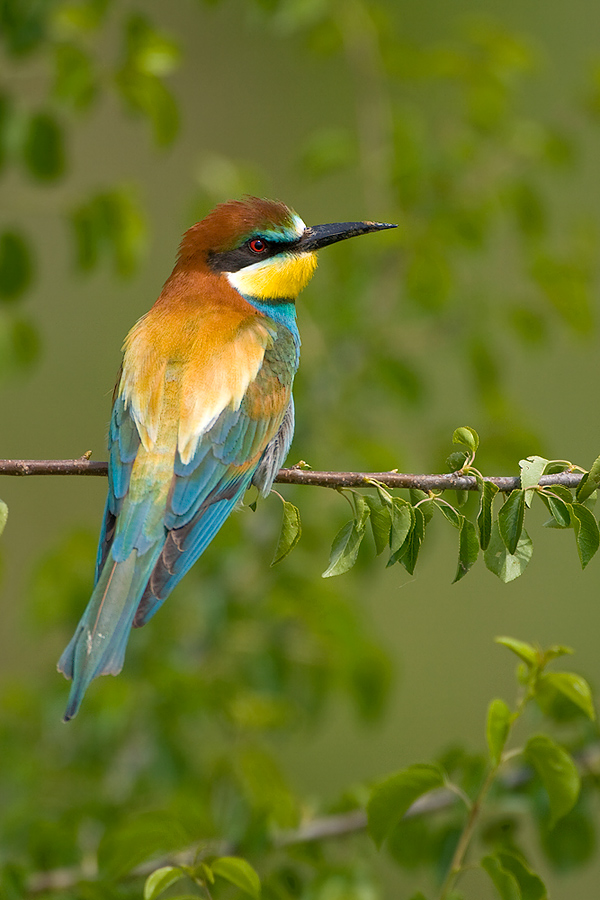 Merops apiaster in D