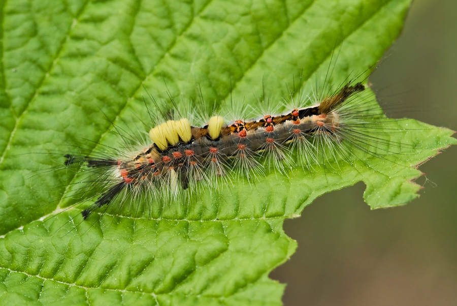 Kleiner Bürstenspinner  ( Orgyia antiqua)