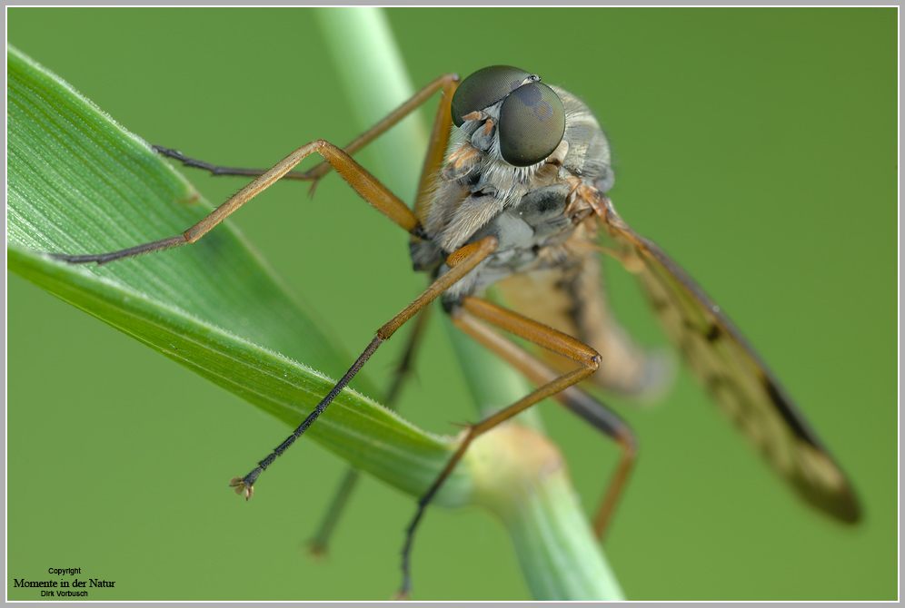 Gemeine Schnepfenfliege (Rhagio scolopaceus)