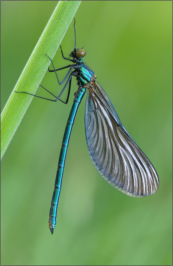 Blauflügel-Prachtlibelle Calopteryx virgo